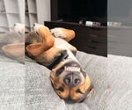 Small #1 Mutt