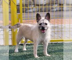 Small #3 Brussels Griffon-French Bulldog Mix