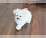 Small Photo #5 Maltese Puppy For Sale in ROCK VALLEY, IA, USA