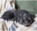 Small #3 Lhasa Apso Mix
