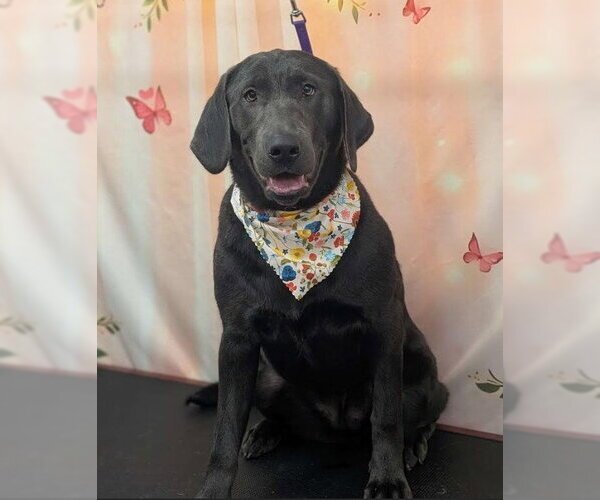 Medium Photo #3 Labrador Retriever Puppy For Sale in Des Moines, IA, USA