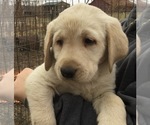 Small Photo #7 Labrador Retriever Puppy For Sale in MANES, MO, USA