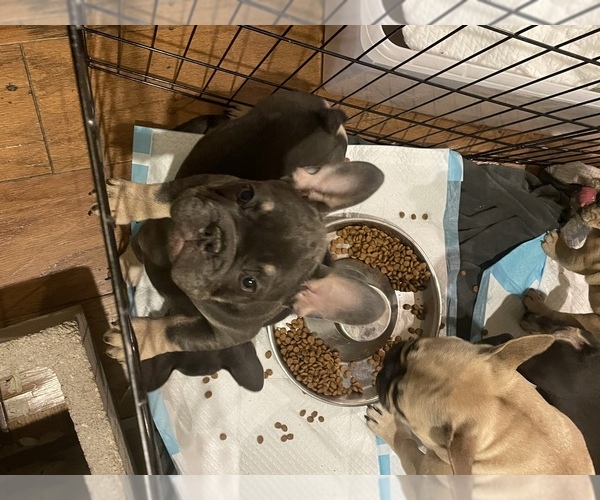 Medium Photo #5 French Bulldog Puppy For Sale in NORTH LAS VEGAS, NV, USA