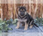 Small #2 German Shepherd Dog