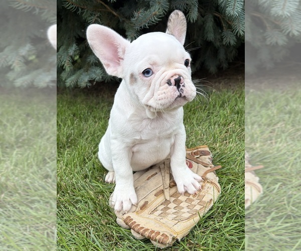 Medium Photo #2 French Bulldog Puppy For Sale in MIDDLEBURY, IN, USA