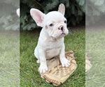 Leo - Male French Bulldog Puppy for Sale - Photo #2
