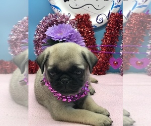 Pug Puppy for sale in BELLEVIEW, FL, USA