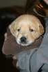 Small #2 Golden Labrador