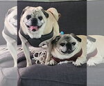 Small #3 Pug