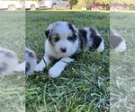 Puppy Flash Australian Shepherd