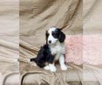 Small Photo #8 Bernedoodle Puppy For Sale in ATOKA, OK, USA