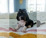 Small Photo #20 Basset Hound Puppy For Sale in PETERSBURG, IN, USA