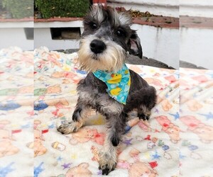 Schnauzer (Miniature) Dogs for adoption in SAN FRANCISCO, CA, USA