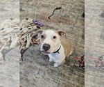 Small #7 Mutt