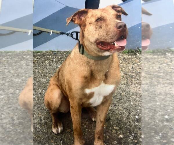 Medium Photo #2 Catahoula Leopard Dog-Unknown Mix Puppy For Sale in Visalia, CA, USA