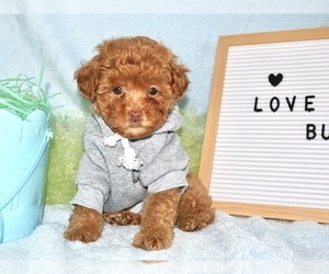 Poodle (Toy) Puppy for sale in LIBERAL, MO, USA