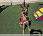Small #20 German Shepherd Dog Mix