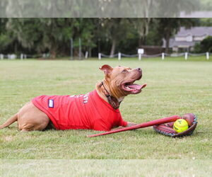 Chopper II - Male Mutt Dog for Adoption - Photo #5