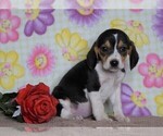 Small Photo #1 Beagle Puppy For Sale in FREDERICKSBG, OH, USA