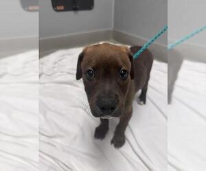 Rottweiler-Unknown Mix Dogs for adoption in Las Vegas, NV, USA