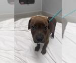 Small Rottweiler Mix