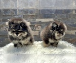 Small #3 Pomeranian