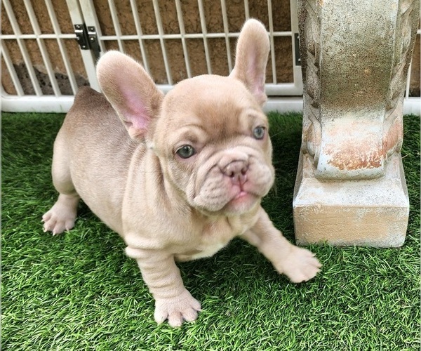 Medium Photo #4 French Bulldog Puppy For Sale in LAS VEGAS, NV, USA