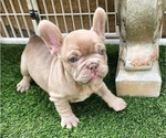 Small #3 French Bulldog