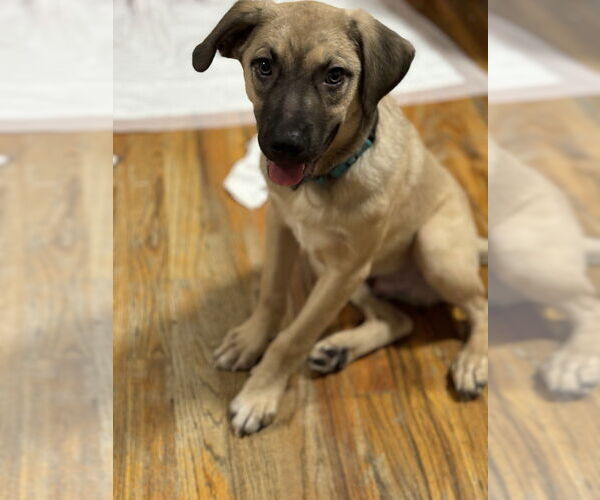 Medium Photo #9 Shepradors Puppy For Sale in Brewster, NY, USA