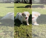 Small Photo #11 Australian Shepherd Puppy For Sale in COULTERVILLE, CA, USA