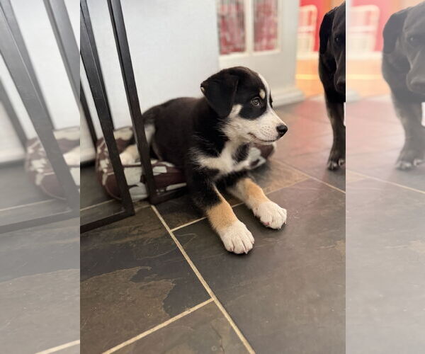 Medium Photo #2 Scottish Collisky Puppy For Sale in Littleton, CO, USA