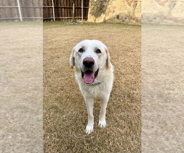 Medium Photo #3 Great Pyrenees Puppy For Sale in Oak Bluffs, MA, USA