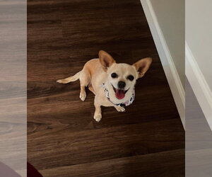 Chihuahua Dogs for adoption in Visalia, CA, USA
