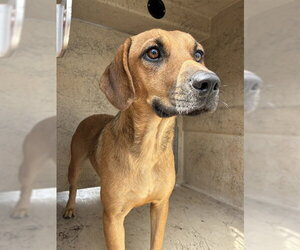 Mutt Dogs for adoption in Oklahoma City, OK, USA