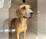 PUMPKIN - Female Mutt Dog for Adoption - Small photo
