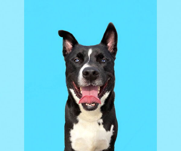 Medium Photo #2 Karelian Bear Dog-Siberian Husky Mix Puppy For Sale in Unionville, PA, USA