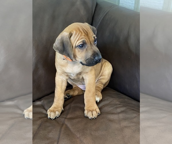 Medium Photo #11 Rhodesian Ridgeback Puppy For Sale in KELLER, TX, USA