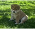 Small Photo #9 Shiba Inu Puppy For Sale in YUCCA VALLEY, CA, USA