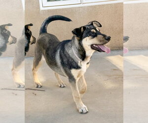Bellatrix - Female Gerberian Shepsky Dog for Adoption - Photo #7