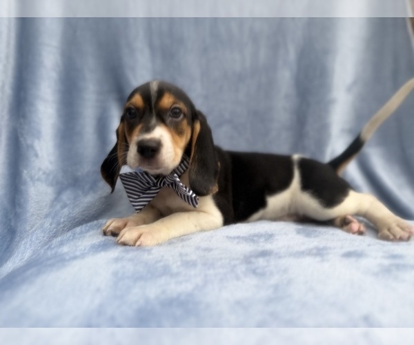 Medium Photo #2 Beagle Puppy For Sale in LAKELAND, FL, USA