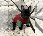 Small #7 French Bulldog