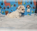 Puppy Missy Maltese