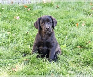 Labrador Retriever Puppy for sale in SYRACUSE, IN, USA
