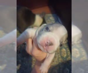 Boston Terrier Puppy for sale in ANNISTON, AL, USA