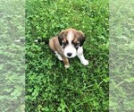Puppy 1 Beagle-Bernedoodle Mix