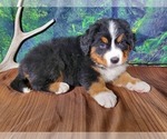 Small Photo #10 Bernese Mountain Dog Puppy For Sale in PEYTON, CO, USA