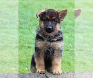 German Shepherd Dog Puppy for sale in FREDERICKSBURG, OH, USA