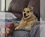 Small #4 Mutt