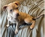 Puppy Puppy 4 American Bully