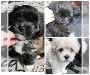 Havashu Puppy for sale in WARRENTON, OR, USA